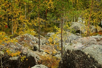 Forsaleden autumn landscape in northern Sweden - 458703778