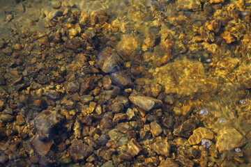 lichen on rock