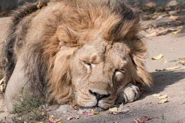 Male Asiatic Lion (Panthera leo persica)
