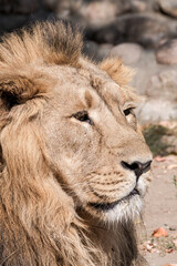 Male Asiatic Lion (Panthera leo persica)
