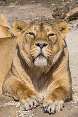 Obraz na płótnie Canvas Asiatic Lioness (Panthera leo persica)