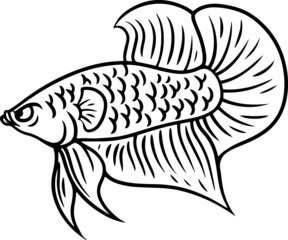 illustration of betta fish