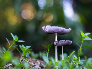 wild mushrooms growing in the garden