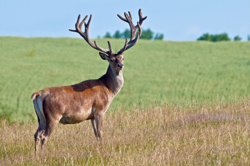 Naklejka na ściany i meble The Red Deer (Cervus elaphus) in farm, Poland