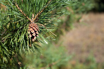 Pine tree brunch with needles and pine cone, space for text.