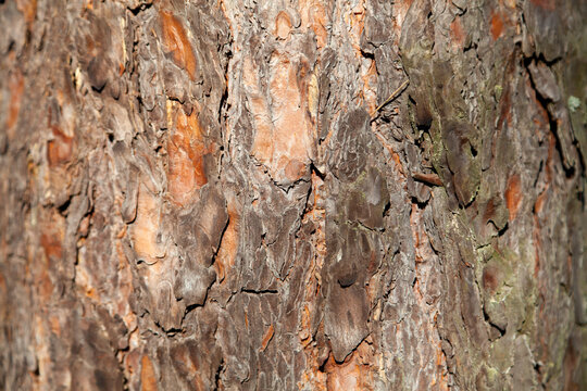 Background photo of pine tree bark with space for text.