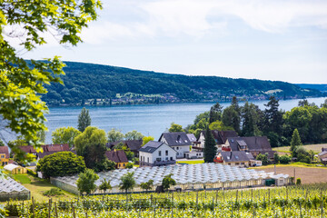 Wine-growing area on the island of Reichenau on Lake Constance, Germany