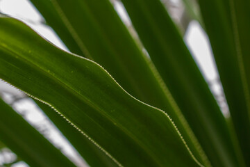 close up of leaf