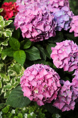 Gorgeous pink Hortensia in bloom  