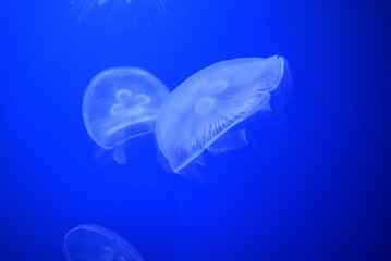 jellyfish in aquarium