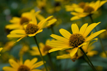 yellow flowers in the garden