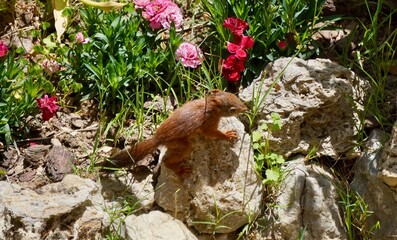 Squirrel on the garden