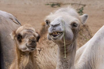 Bactrian Camel (Camelus bactrianus)