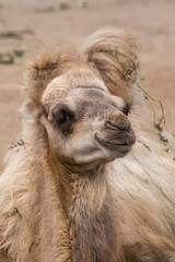Fototapeta premium Bactrian Camel (Camelus bactrianus)