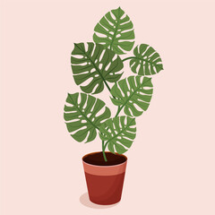 Home plant with leaves in a pot. Plant and ecology design for greeting card, banner, sticker, advertisement, icon. Flat  illustration: Green leaves of monstera in a pot on a pink background