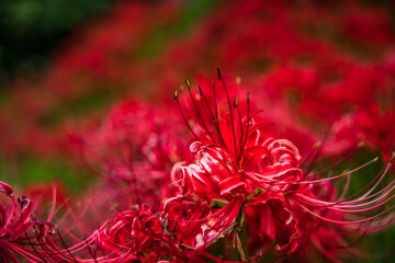 1輪の彼岸花と後ろに広がる花畑【Lycoris radiata garden】