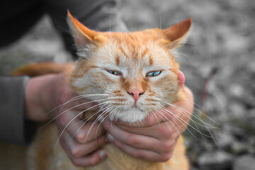 little boy playing with ginger cat in nature