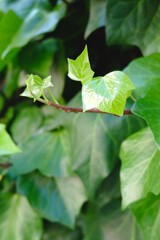 Ivy vine growing outside on blurry green background. Vertical photo