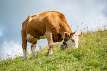 Beautiful swiss cows. Alpine meadows. farm.