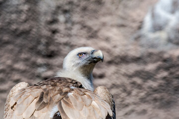 Griffon Vulture (Gyps fulvus)