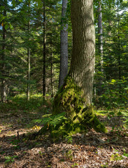 Forest in Swietokrzyskie Mountains in Poland.