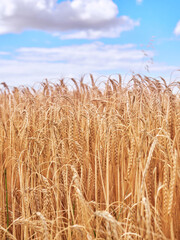 Detail Of A Cereal Field Grown In Summer. Cereal field about to be harvested in Tierra de Campos, Castilla. The large cereal fields in the Castilla region of central Spain are harvested in summer.