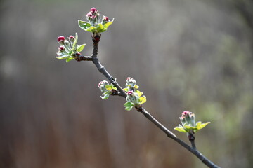 Blossoming fruit in spring 