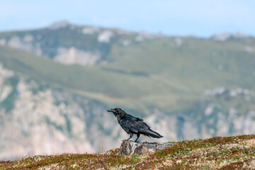 Raven (Corvus corax) at Chowiet Island, Semidi Islands, Alaska, USA