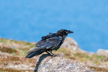 Raven (Corvus corax) at Chowiet Island, Semidi Islands, Alaska, USA