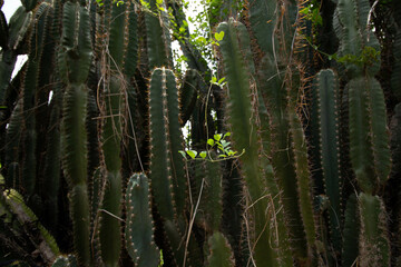 Cactus Wild plant in forest