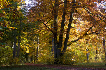 Fototapeta premium autumn in Germany Bayern