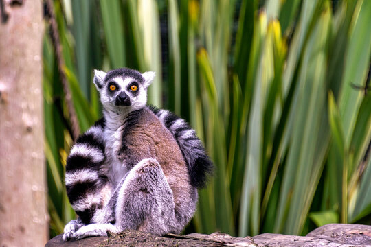 Ring-tailed lemur (Lemur catta) is a large strepsirrhine primate known as maky, maki or hira - Tsimanampetsotsa Nature Reserve, Madagascar