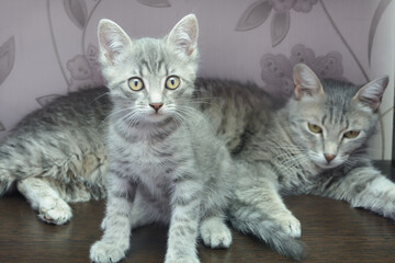 Gray tabby kitten sits next to its mother cat. Pets family, reproduction. Selective focus