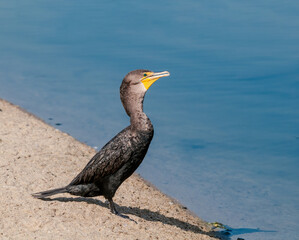 Double-crested Cormorant (Phalacrocorax auritus) in Malibu Lagoon, California, USA