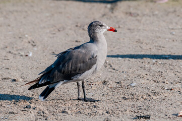 Heermann's Gull (Larus heermanni) in Malibu Lagoon, California, USA