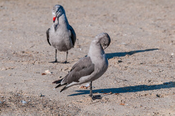Heermann's Gulls (Larus heermanni) in Malibu Lagoon, California, USA