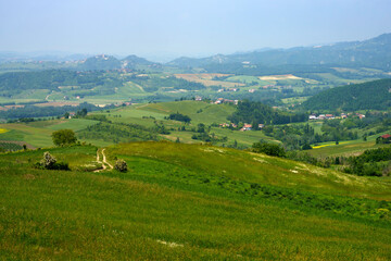 Fototapeta na wymiar Vineyards at May in Piedmont, near Brignano and Serra del Monte