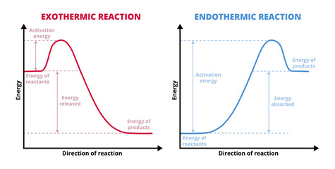 Vector graphs or charts of endothermic and exothermic reactions isolated on white. Exo and endo chemical reactions. Activation energy. Reactants, products, increase and decrease in enthalpy H.