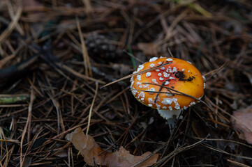 fly agaric mushroom in forest
