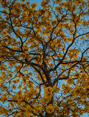 autumn tree in the park