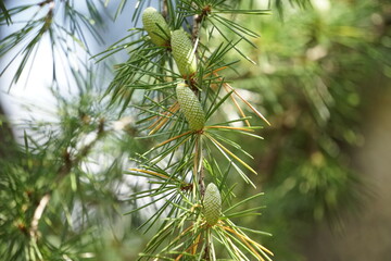 ヒマラヤスギ雄花