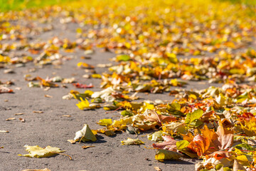 Yellow autumn leaves on the background of an urban, rural landscape.