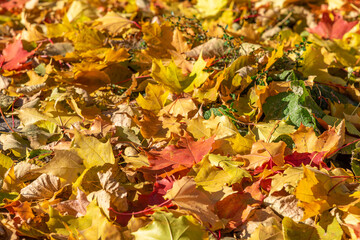 Autumn background of yellow leaves.