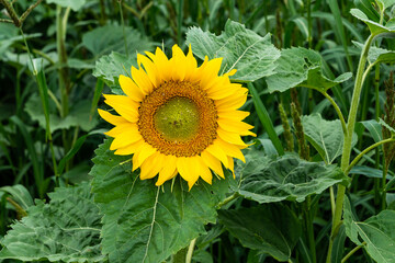 Sonnenblume