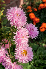 Obraz premium China Acter (Callistephus chinensis) in garden