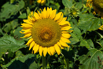 Blütenkorb einer Sonnenblume (auch Gewöhnliche Sonnenblume genannt), eine Pflanzenart in der Familie der Korbblütler.