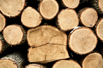 Textured wooden material wall. Round timber stack background. Pine lumber-camp. Close-up. Banner. Mass deforestation. Freshly pile of cut tree logs. Wood harvesting. Natural resources sale. Wallpaper