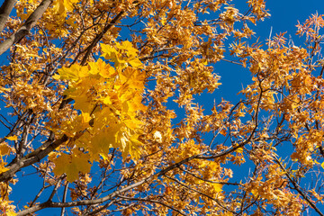 There are yellow maple leaves on the blue autumn sky.