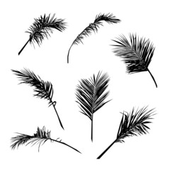 set of silhouette palm leaves on white background, vector illustration - 458712958