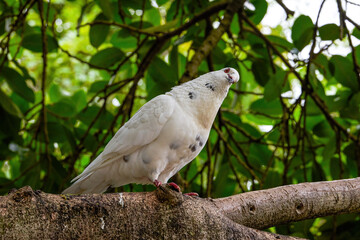 Close-up of a cute pigeon in the park